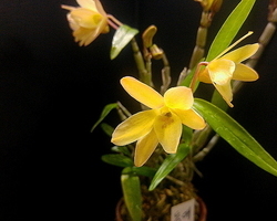 무명황화