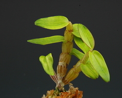 해왕환