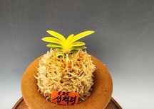 성척령(대성해+척령)
