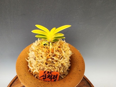 성척령(대성해+척령)