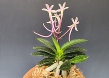 은화성