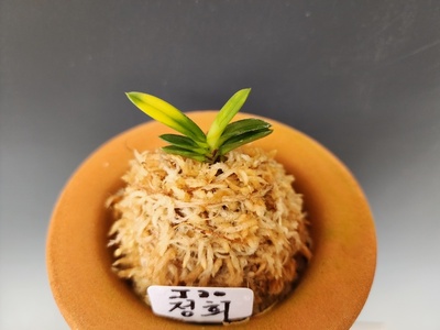 정희