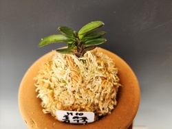 흑악묵