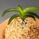 취화모단
