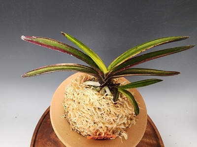천지연3
