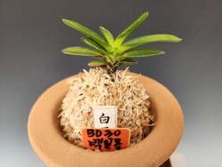 백일몽