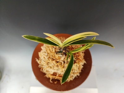설경관