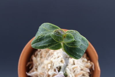 미산환