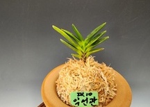 익선관