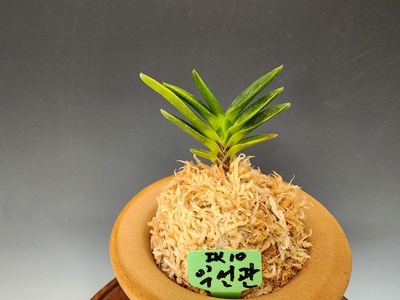 익선관