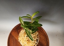 두금강중반
