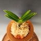 척령