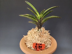 두현(두리산)