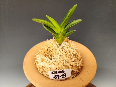 취선