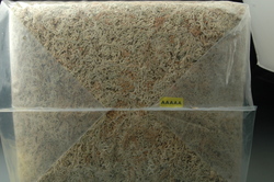5A 수태(3kg)