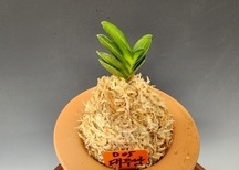 대무쌍