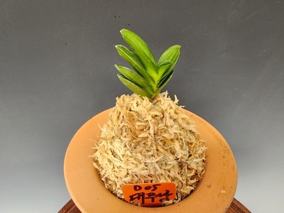 대무쌍