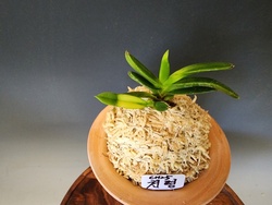 천평