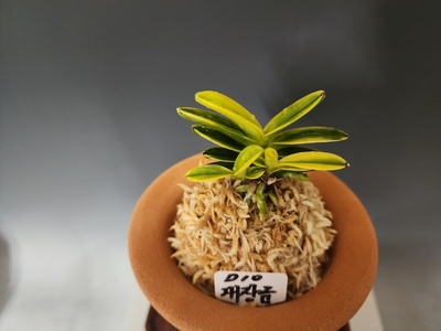 대장금