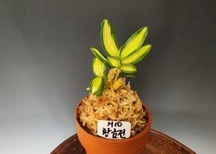 황엽전(황금전)