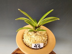 백록(설악)