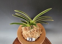 소홍1