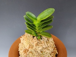 홍무쌍