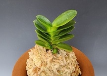 홍무쌍