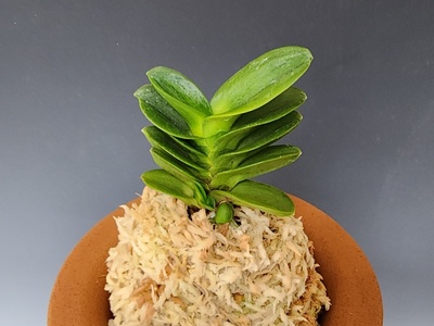 홍무쌍