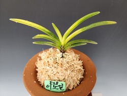 이도설