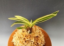 서학2