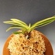 서학2
