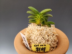 취벽