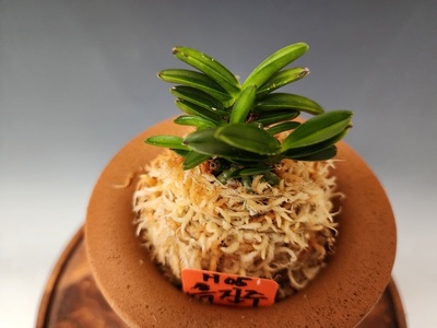 흑진주2