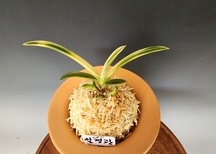 설경관1