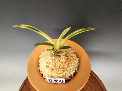 설경관1