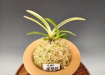 설경관2