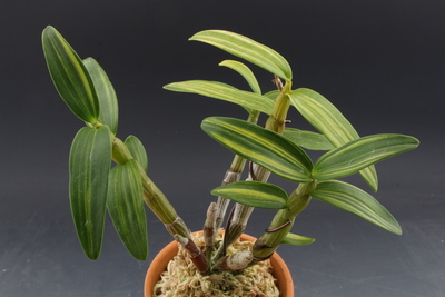 대동호