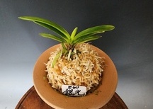 은광