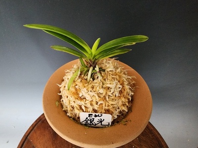 은광