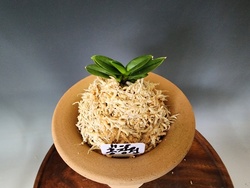 홍장원
