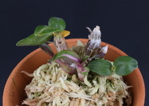 구두룡A