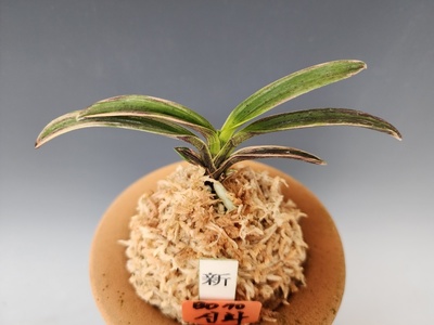 신화(新華)