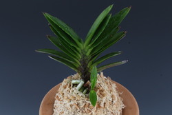 척령