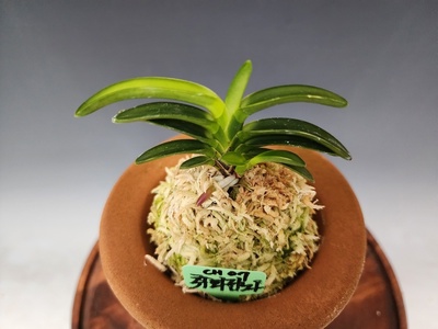 취화전놔