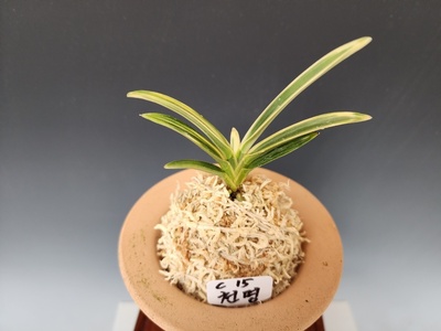 천명