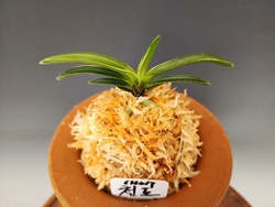 천도