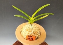 아리2