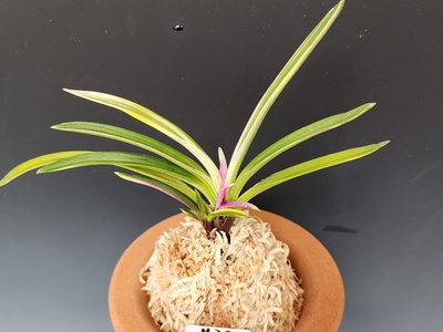 홍경