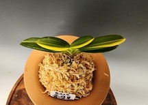 금강보